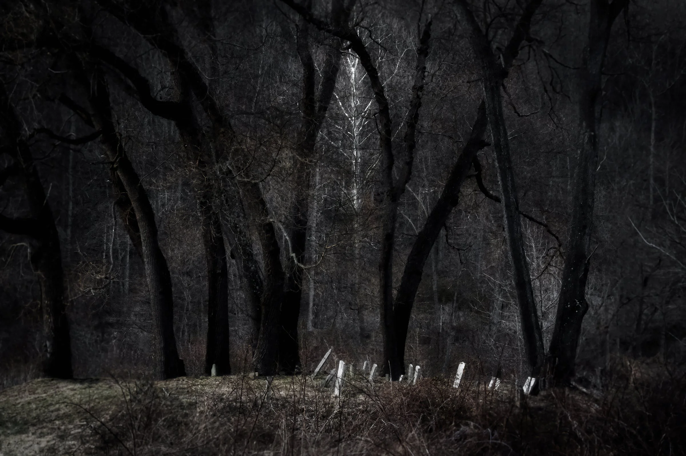 The Search Family of Shickshinny