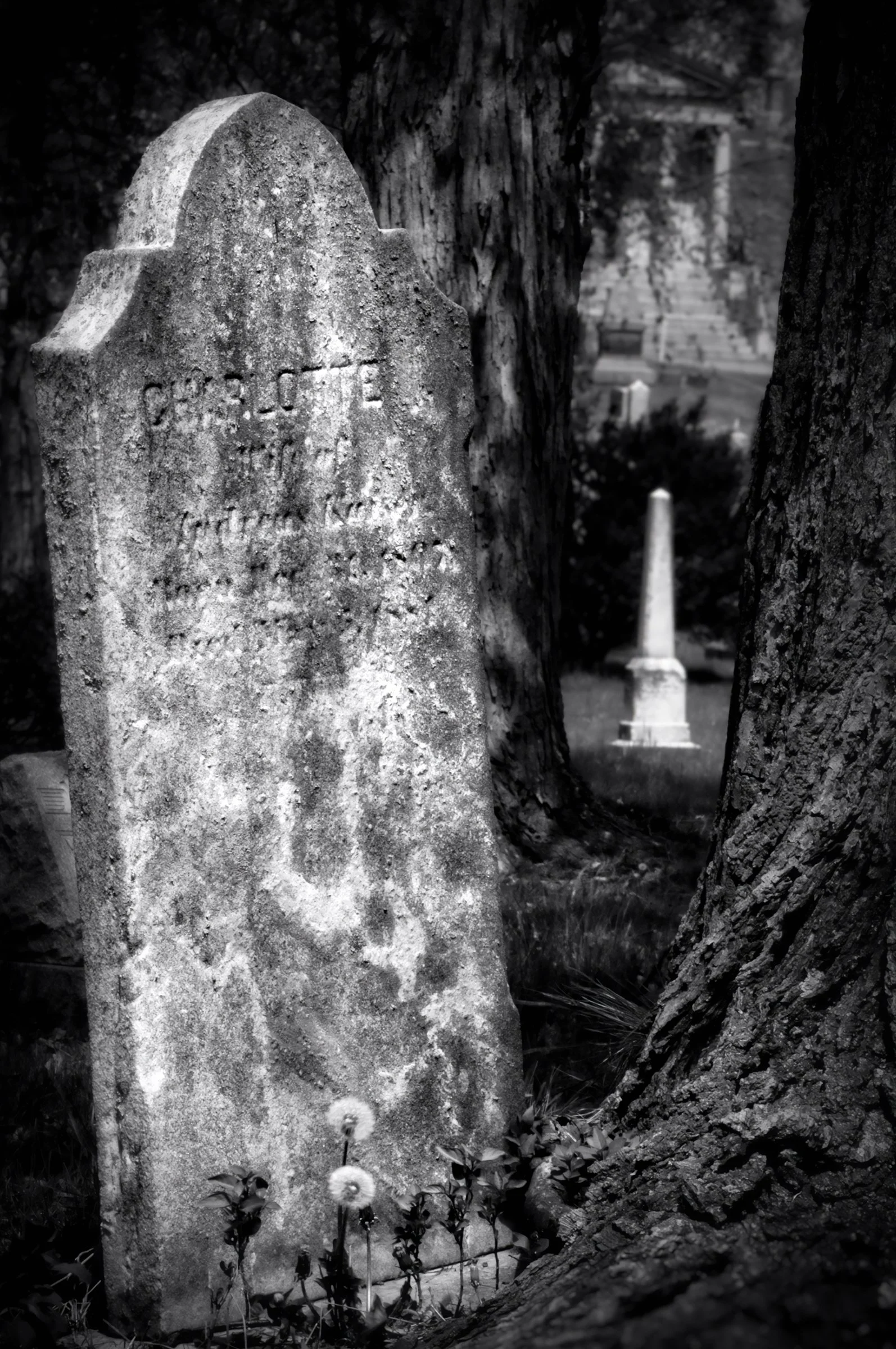 Charlotte’s Neighborhood