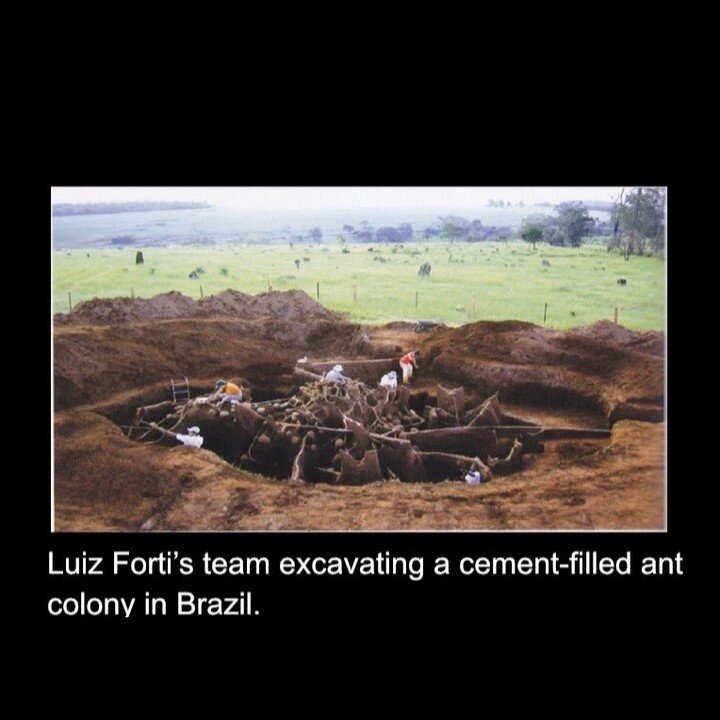 Images of Luiz Forti's excavation of a (most likely) abandoned ant colony in Brazil as mentioned in this week's episode 125.⁠
⁠