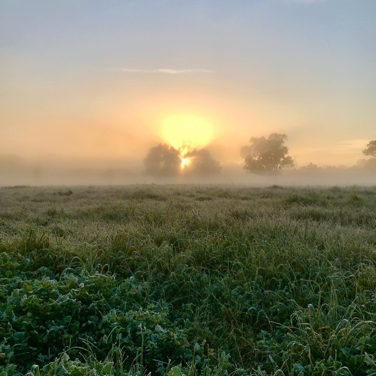 Chilly but cracking start to the day this morning ☀️❄️🕸 #goseymour #discovermitchell #mymitchell #wattle #cobweb