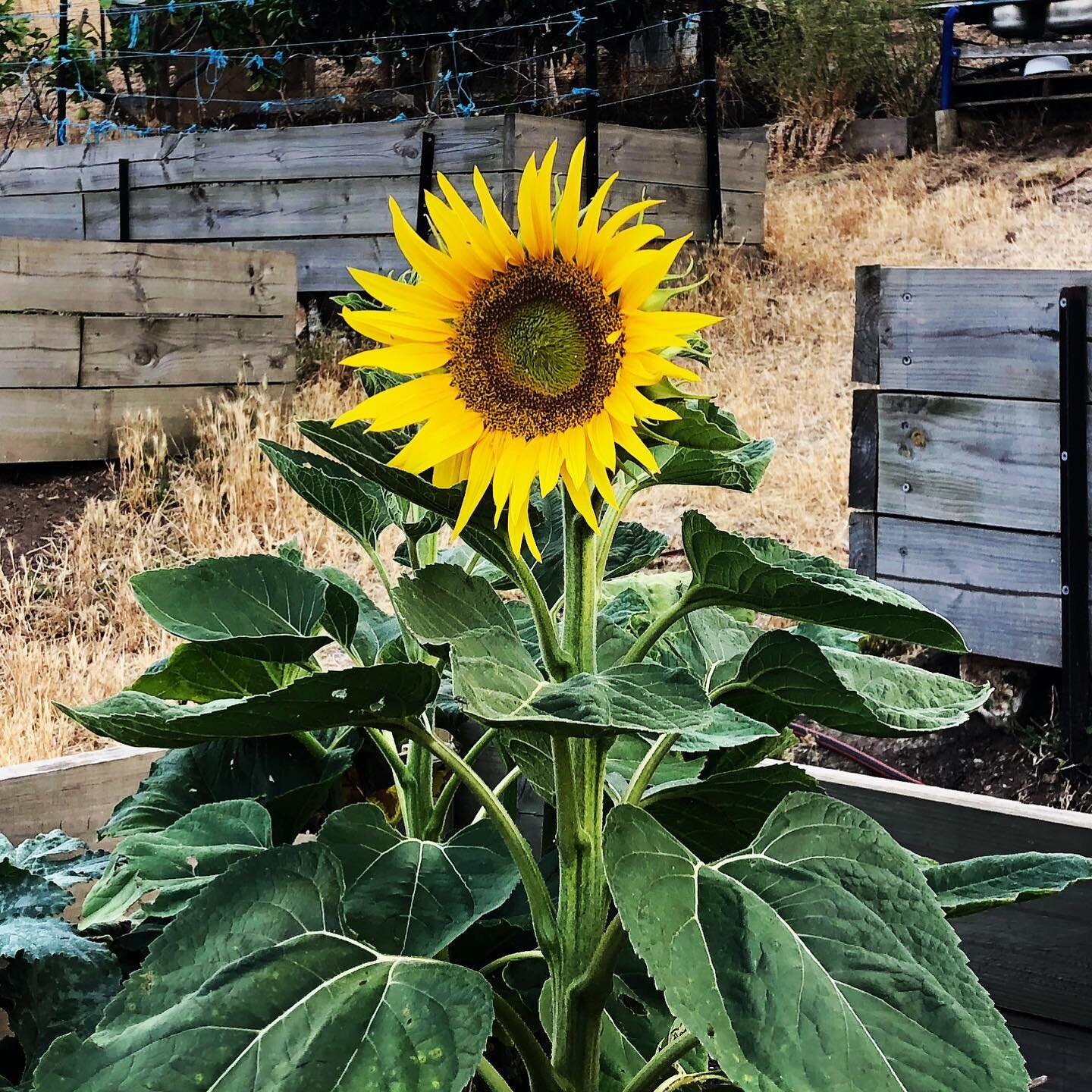 Good morning Seymour! #sunflowers #goseymour