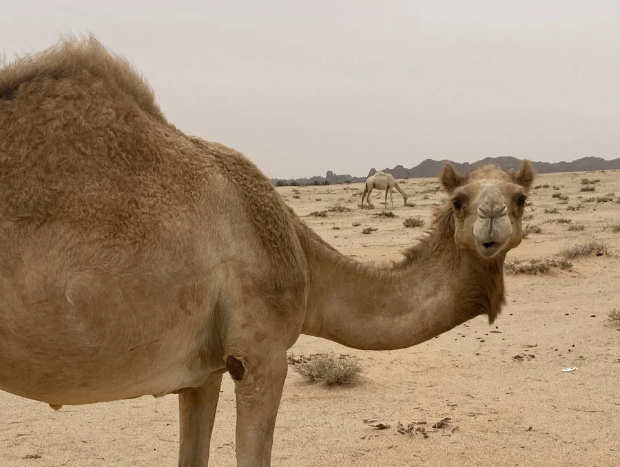 “Was it all a Dream" - A writing residency in AlUla, Saudi Arabia