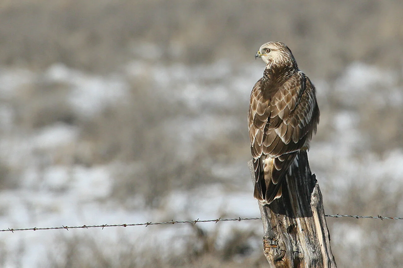 Winter Raptor Surveys — TINS