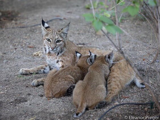 Although widely distributed throughout Tahoe and Truckee, bobcats are known to be elusive mammals and aren&rsquo;t seen every day. 

When you learn of a mom nursing her young in a neighbor&rsquo;s yard long enough to snap some incredible photos, you 