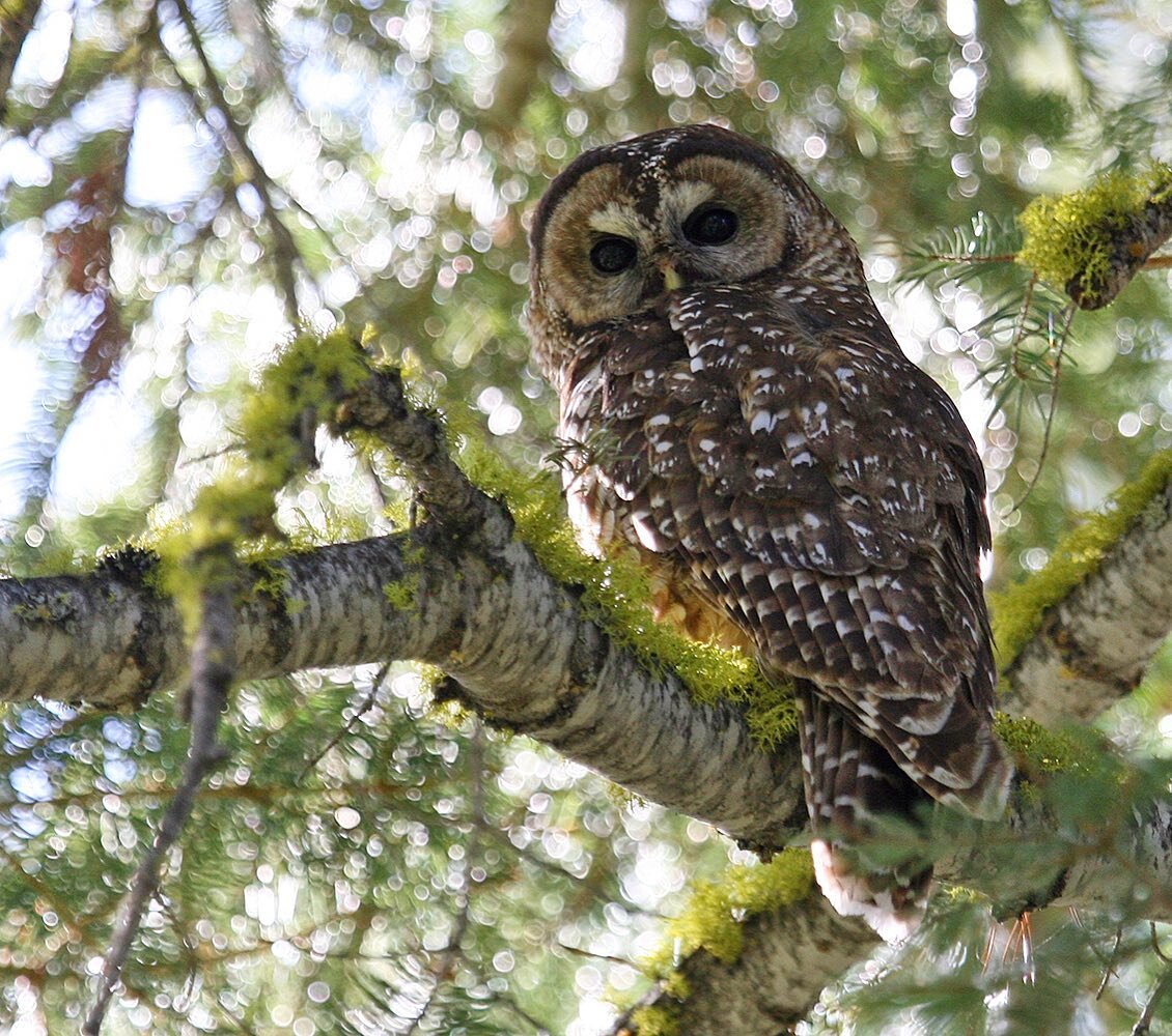 Spotted Owls aren&rsquo;t frequently observed around Tahoe due to a variety of reasons, so we were pleased to spot this one in Tahoe City while conducting research. What a special bird in a special place! 🦉