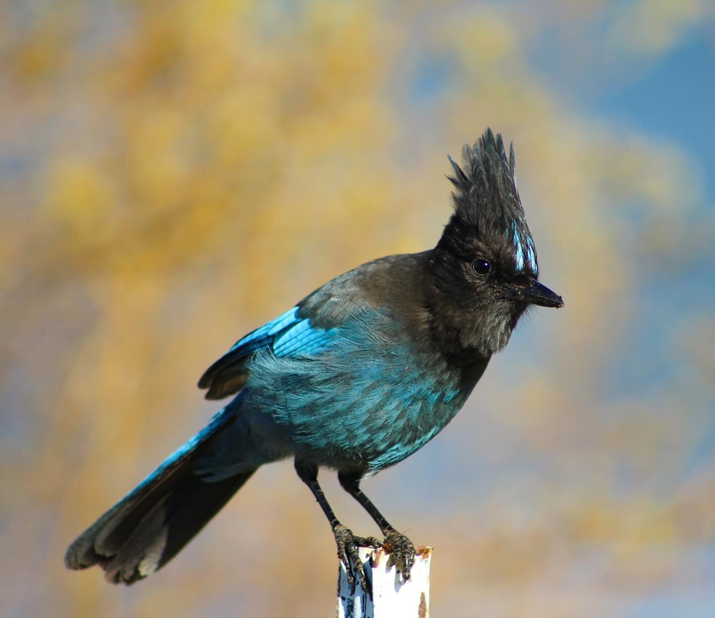 SQUAWWWWK&hellip; 🎵 

Please excuse this Steller&rsquo;s Jay&rsquo;s absurd vocalization&hellip; What we were trying to say is, Happy 2022 Everyone!

Great capture, @ksmadsen 📸