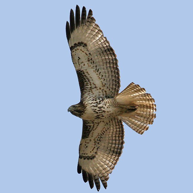 Tahoe Raptors 101: As winter approaches, expect to see an increase of raptor sightings in the region. Although we can expect quite the diversity of raptors, we recommend you learn how to ID a Red-tailed Hawk, as it is our most common raptor and can b