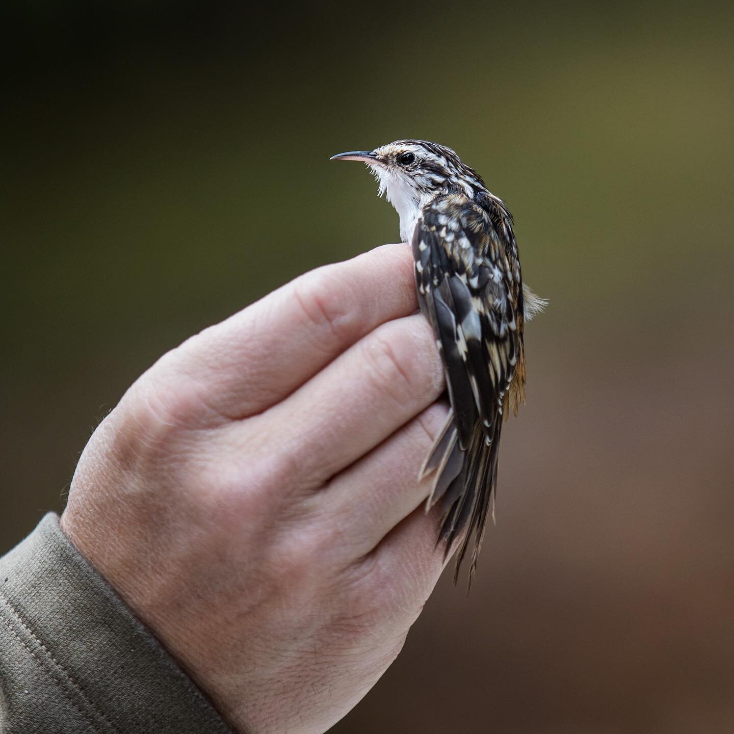 Today was our last bird banding day of the season as the temperatures continue to drop in the Tahoe Basin. This data collection process allows us to better understand our local bird populations in Tahoe. And if you haven&rsquo;t noticed, we also real