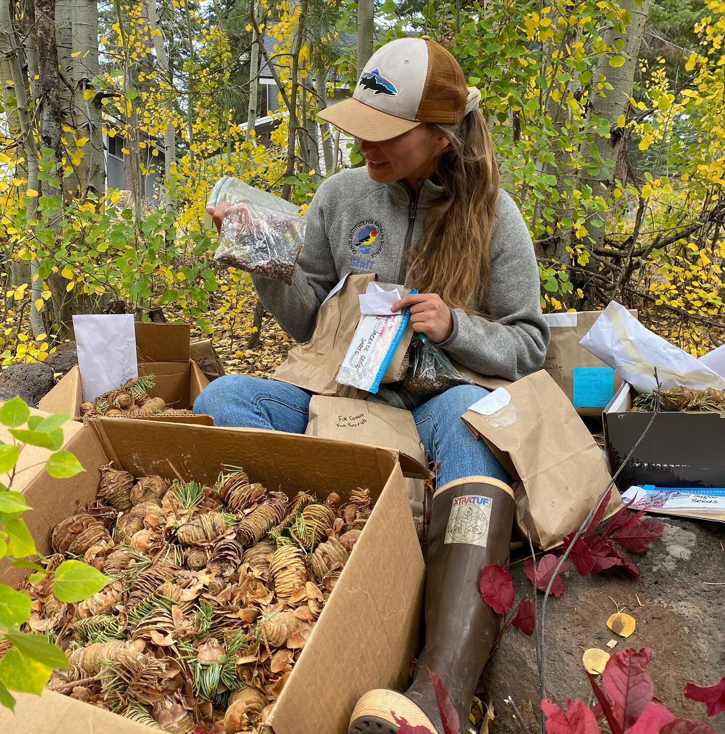 Thank you seed collectors!🌲 

To expedite the return of a diverse and healthy forest ecosystem post Caldor Fire, we partnered with the @sugarpinefoundation and encouraged volunteers to collect local conifer seeds to be cultivated and planted in burn
