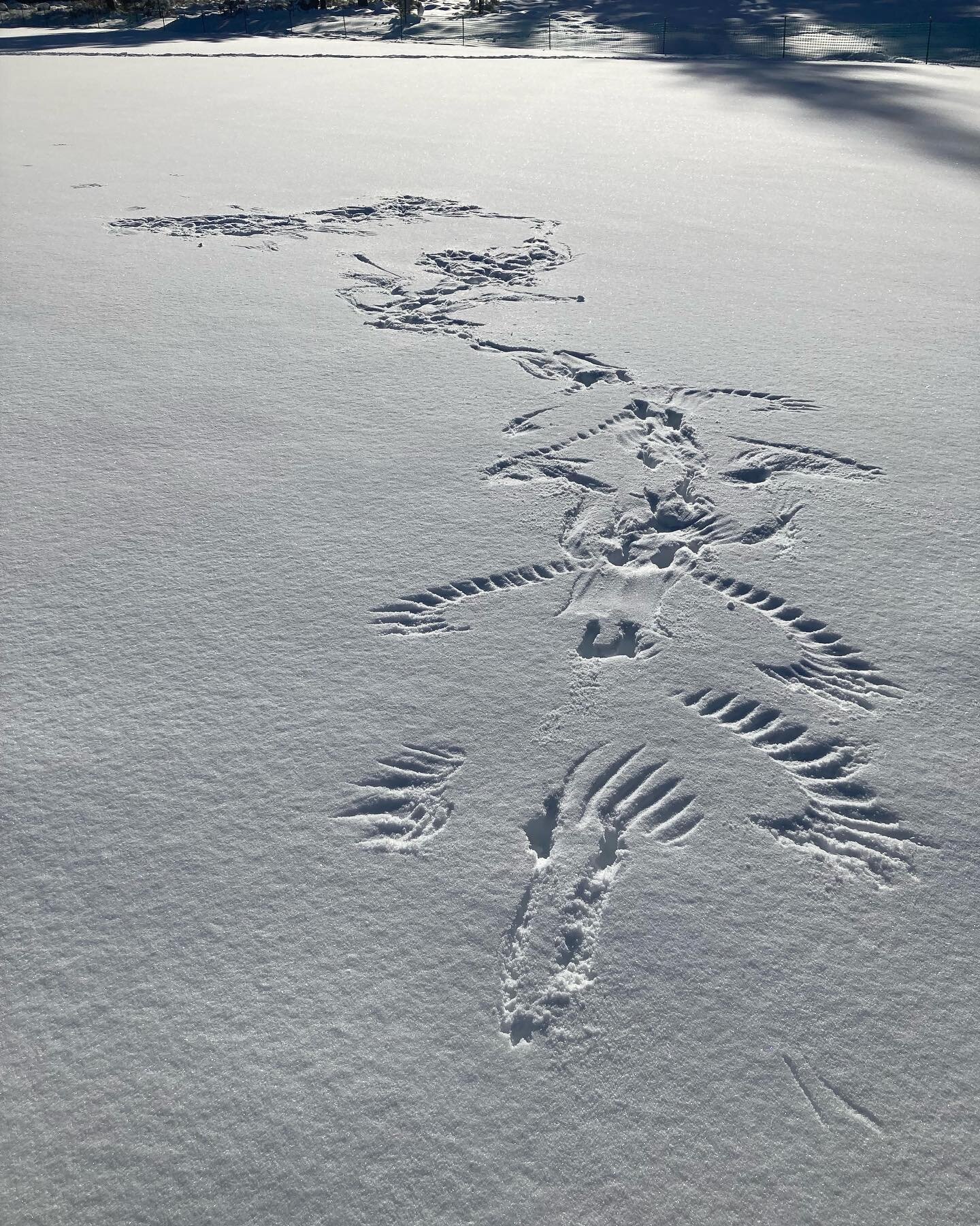 Find of the day&hellip; Raven tracks in the snow! Many people think our big black corvids here in Truckee and Tahoe are crows when in fact they&rsquo;re Common Ravens. Best part? A group of ravens is called an unkindness. 

Comment your best guess of