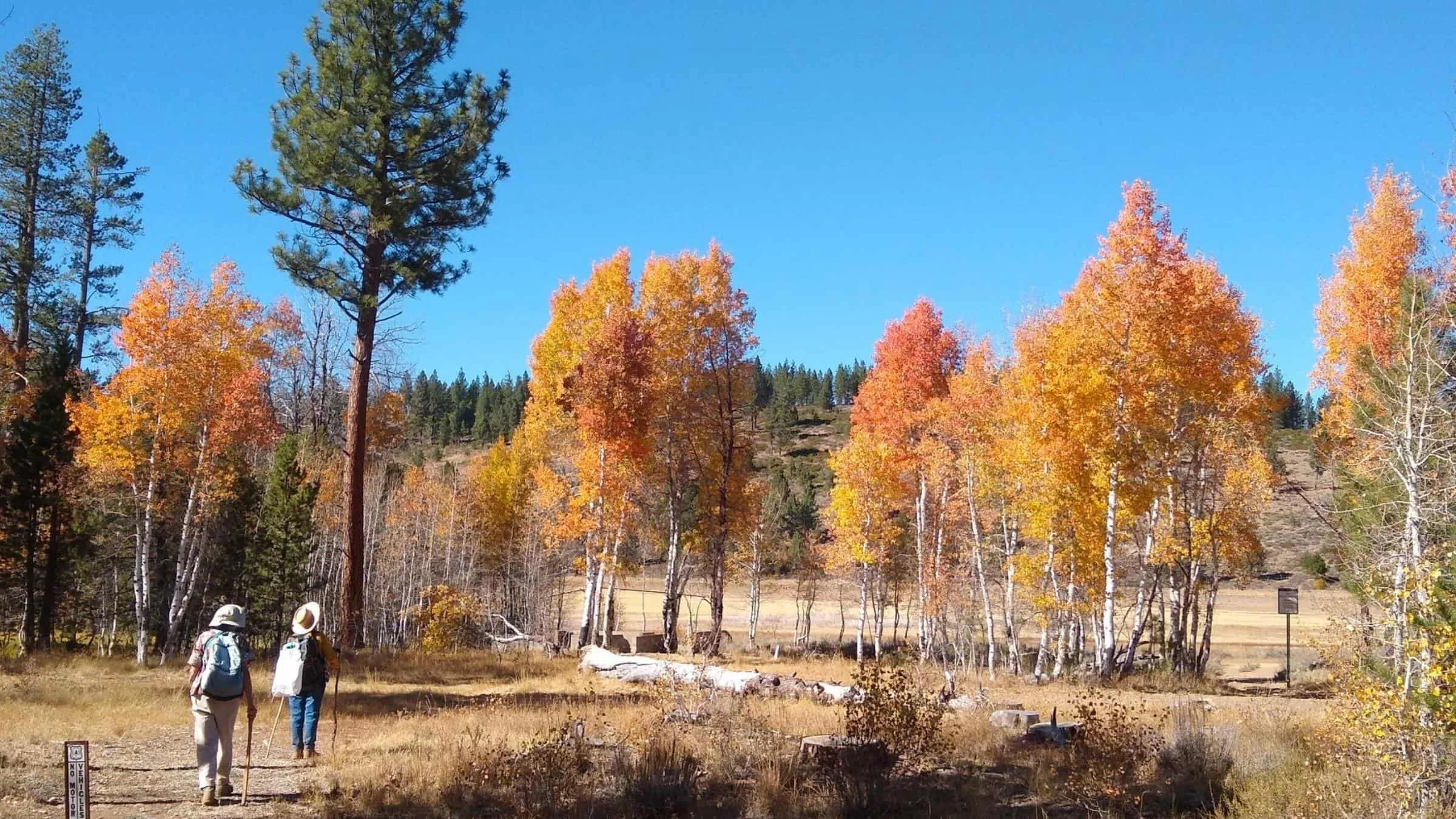 Fall Changes Walk at Page Meadows