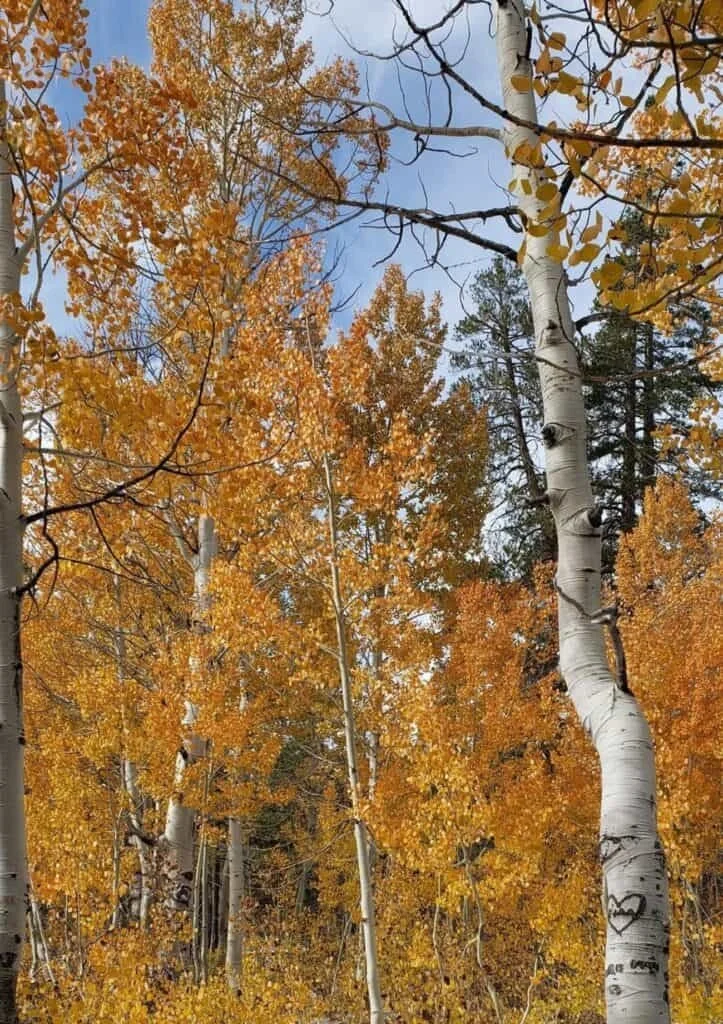 Fall Truckee River Walk
