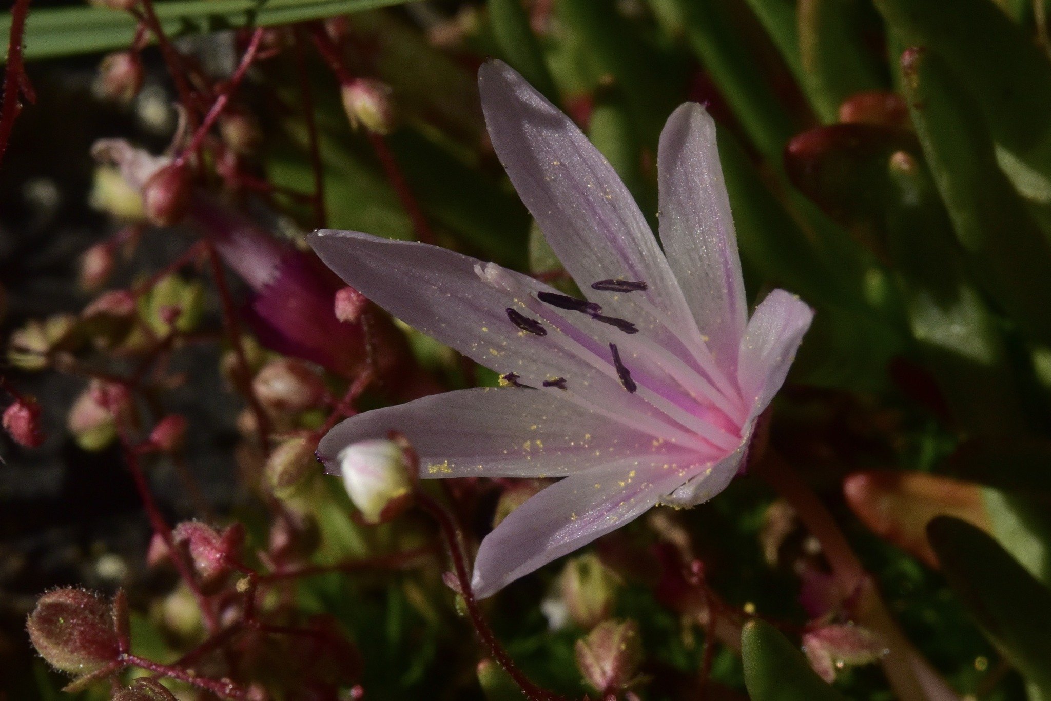 Tahoe Wildflower Big Year Celebration