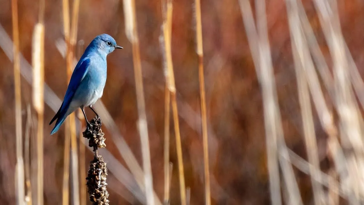 Mono Lake Chautuauqua