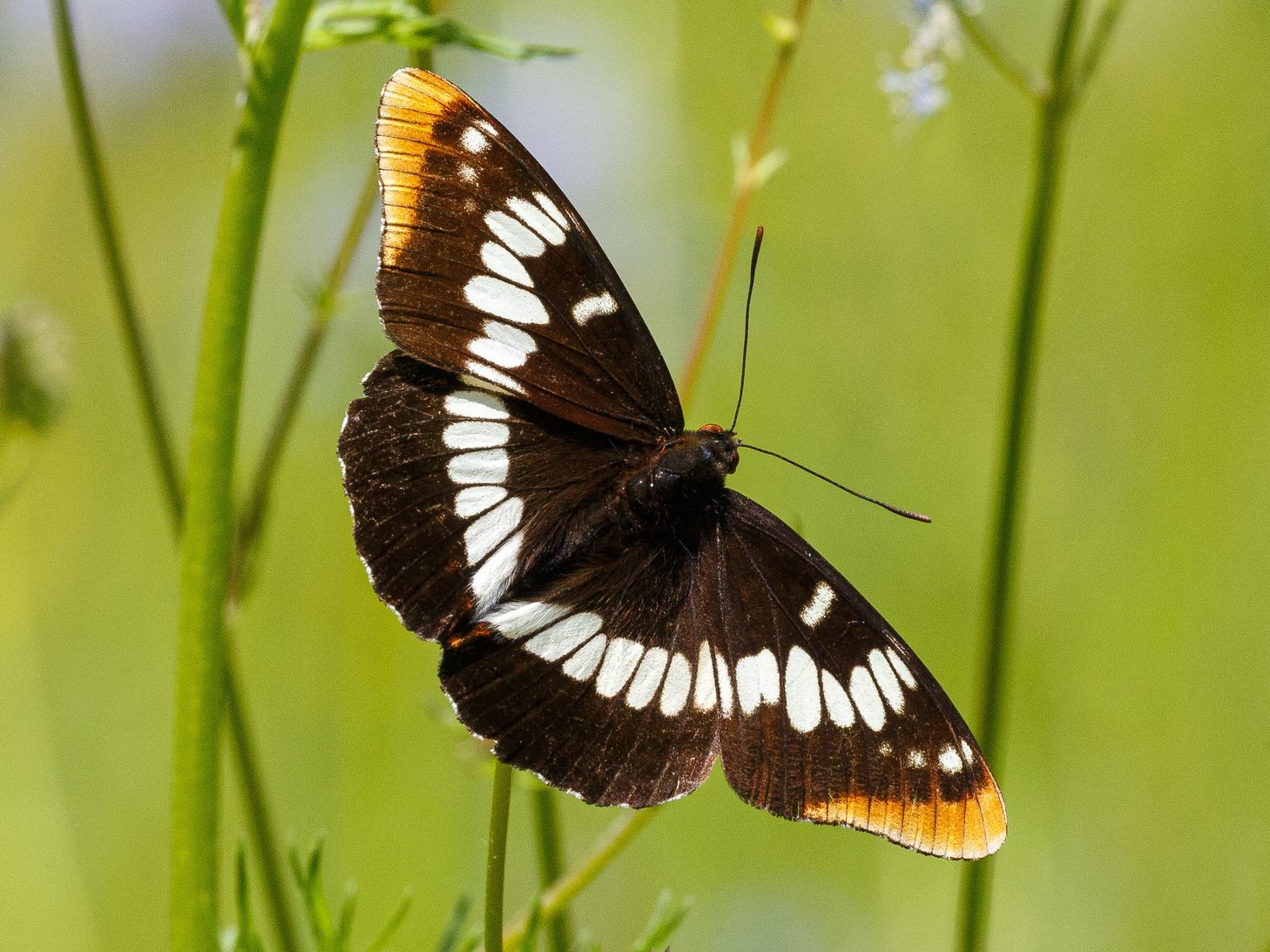 Tahoe’s High Altitude Helpers: The Secret Lives of Sierra Pollinators 