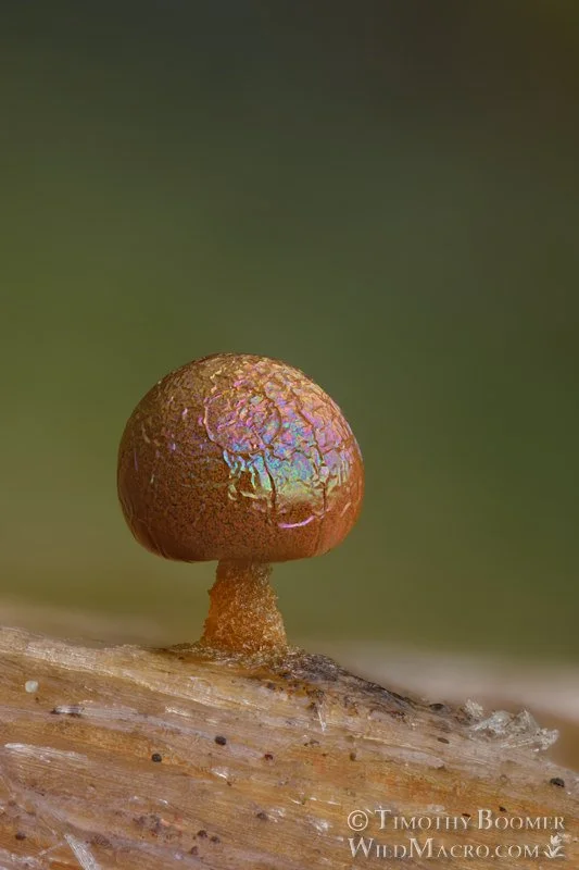 Slime Mold + Pollinator Talk at Village Nursery