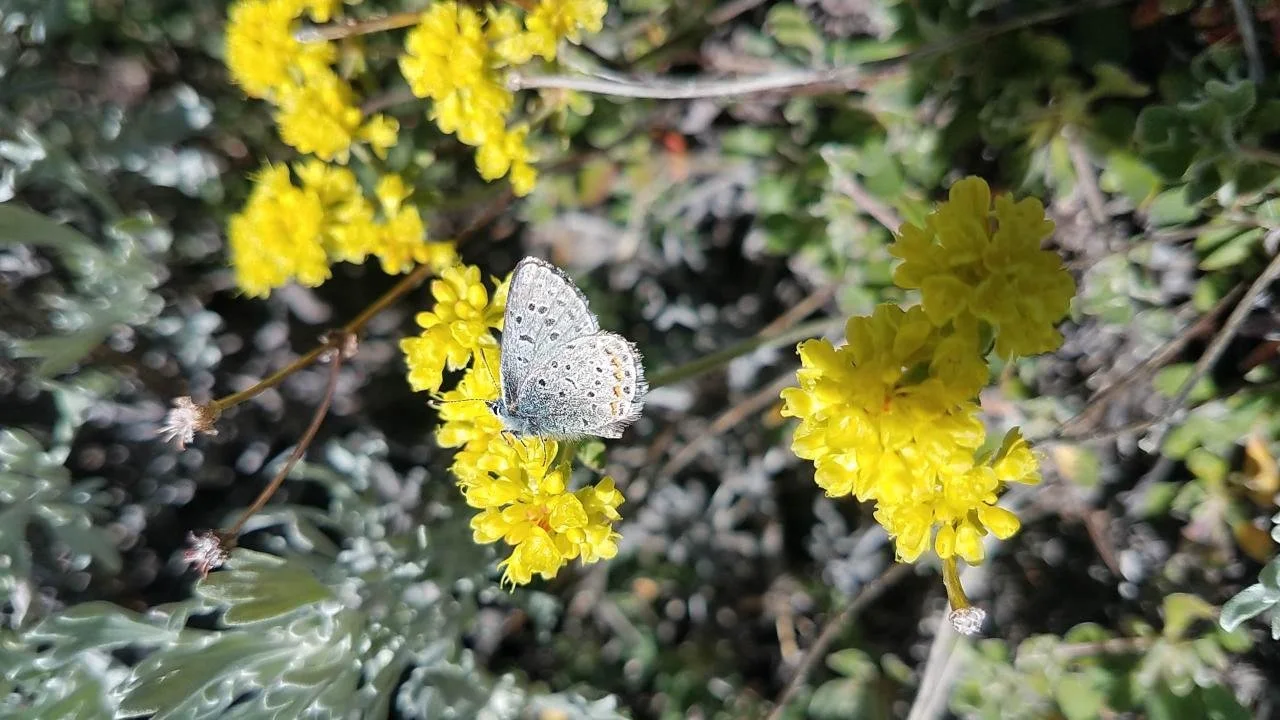 Tahoe’s High Altitude Helpers: The Secret Lives of Sierra Pollinators Talk