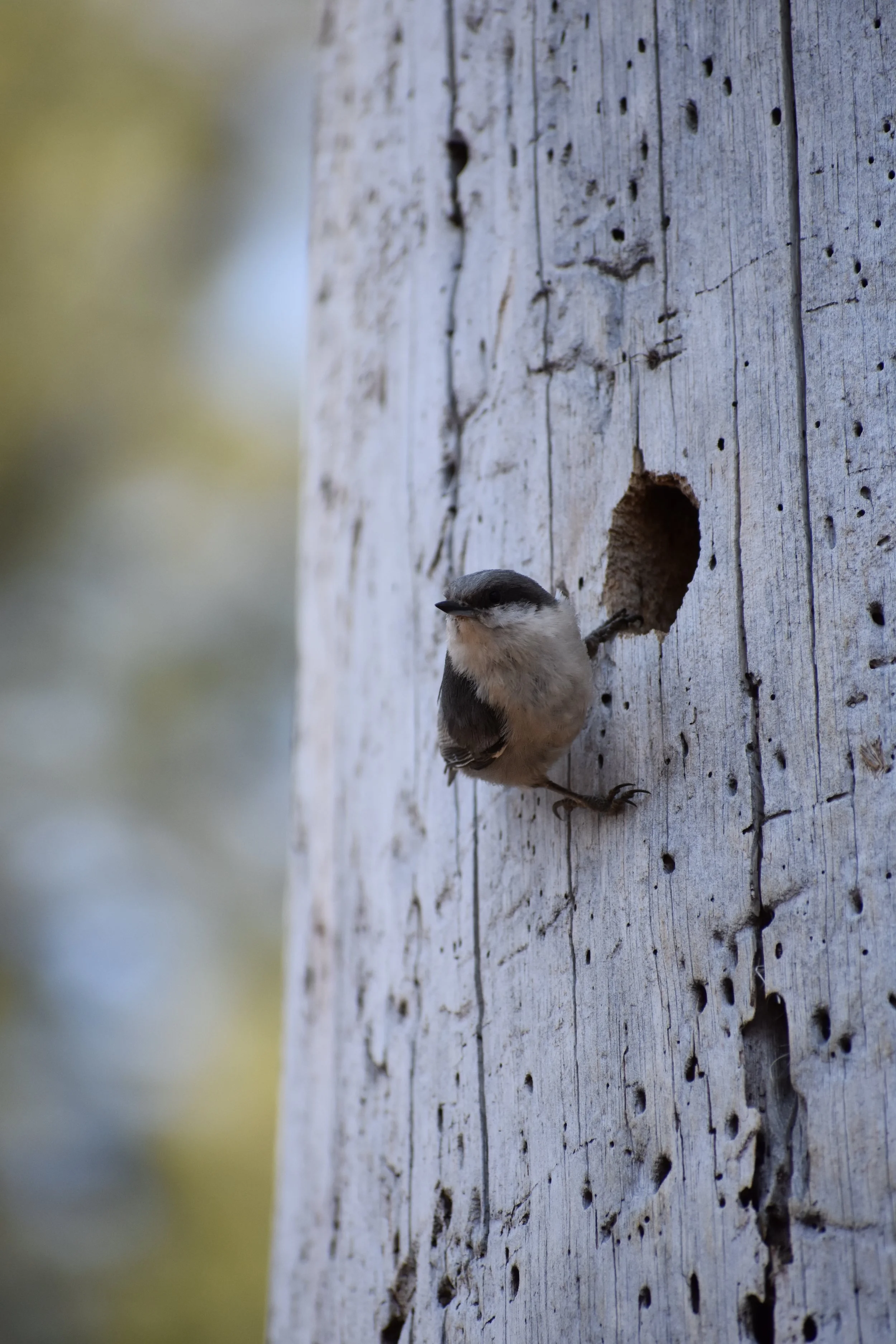 Earth Day Bird Walk Along Truckee River