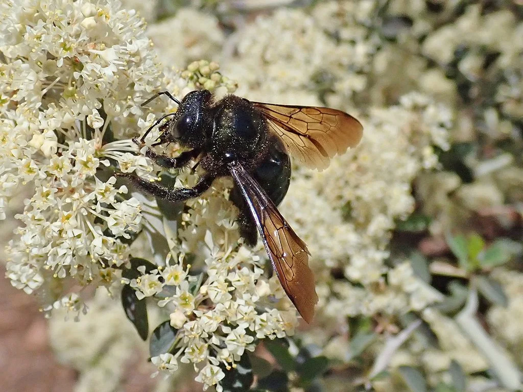 California Bee-o-blitz