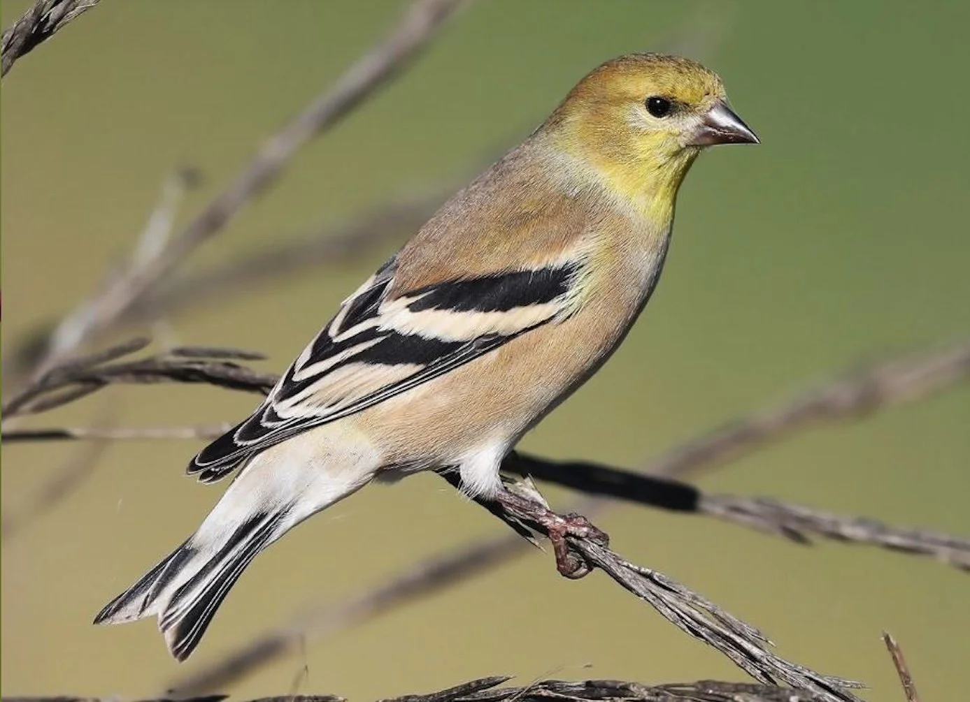 Native Bird Species of the Truckee/Tahoe  Presentation