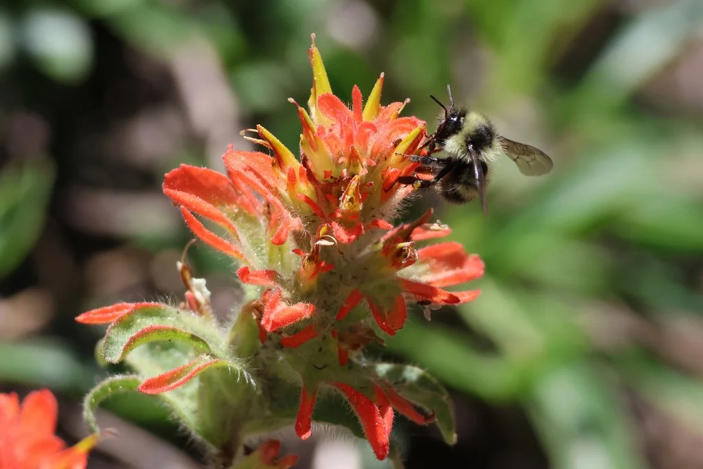 California Montane Bee-o-blitz
