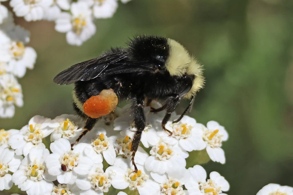 Bee-O-Blitz Intro to Native Bees Walk