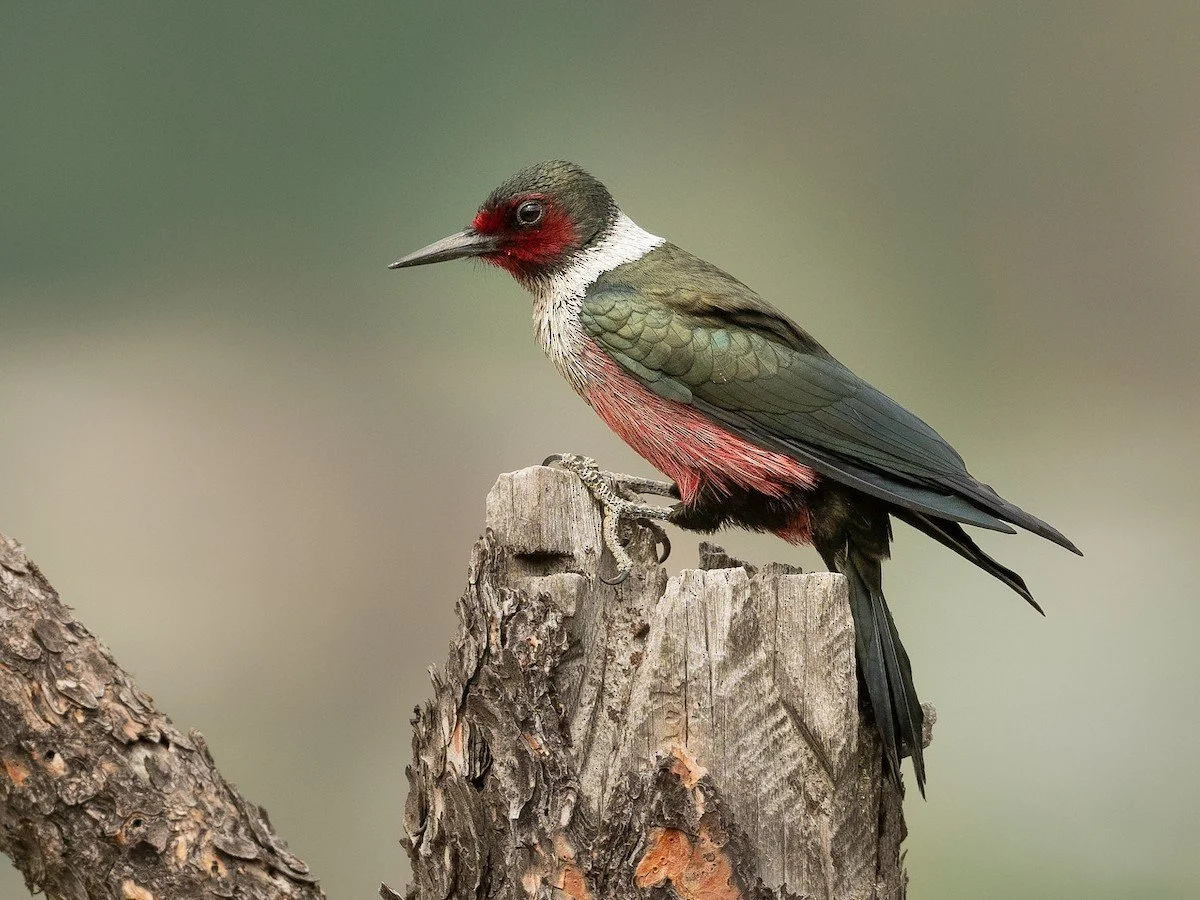 Angora Burn Bird Walk