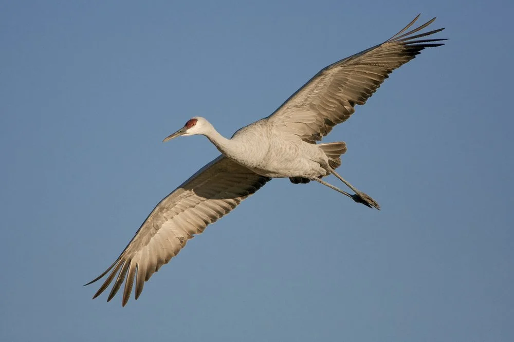 Upper Truckee Marsh Bird Walk Wednesdays 