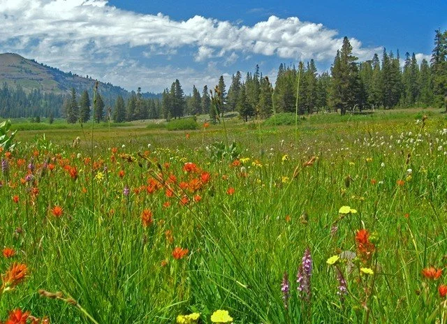 Page Meadows Hike with TRTA
