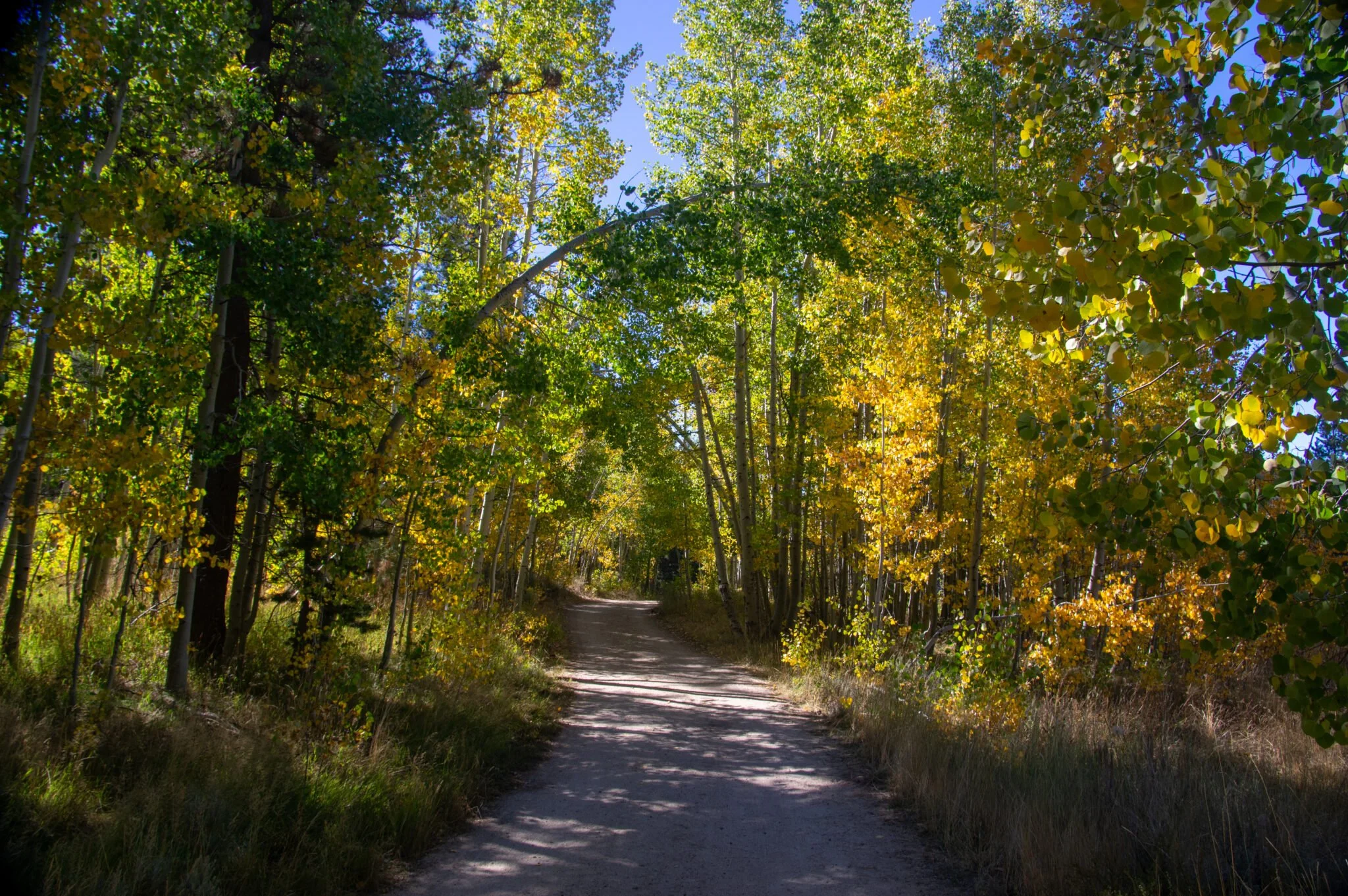 Birds, Botany, and Beavers Hike with TRTA