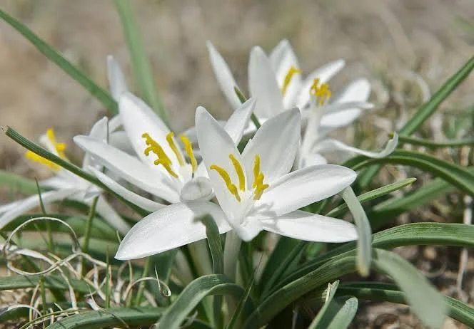 Botanical Discovery Walk at Washoe Meadows SP with Molly Ferry