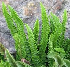 Botanical Search Party Hike - Meiss Ridge