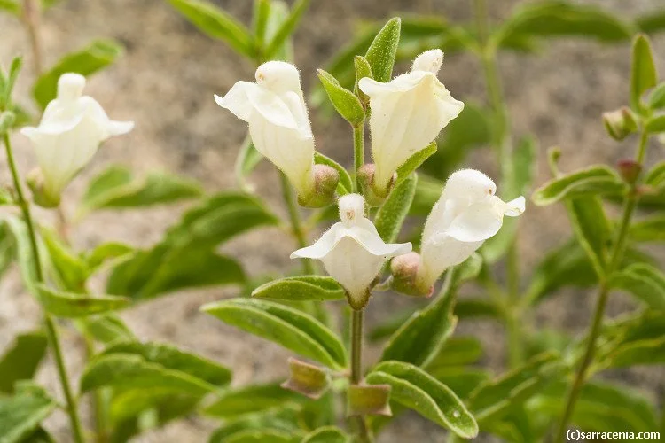 Botanical Discovery Hike at Shirley Canyon