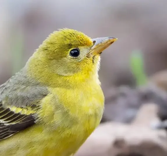 Birdwatching at Donner Lake