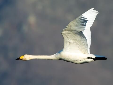 Upper Truckee Marsh Bird Walk  