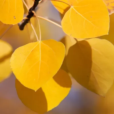 Fall Changes Walk at Page Meadows