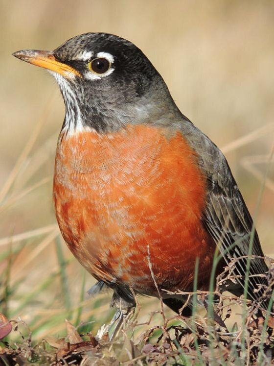american-robin.jpg