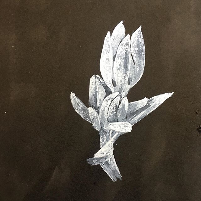 Crassula decumbens 
Spreading crassula

#grasslandsdrawwithme #australiannativeplants @grasslands.drawwithme