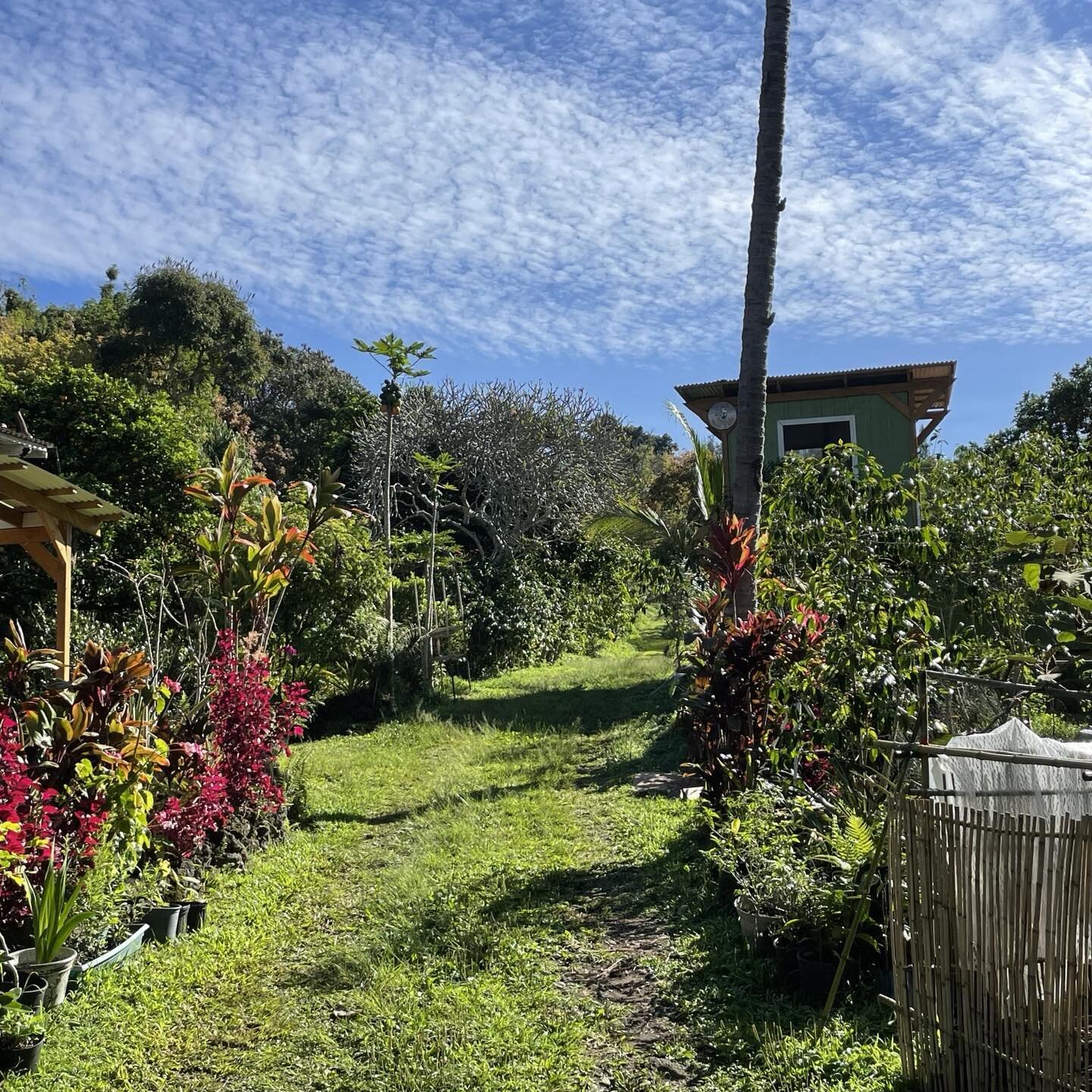 Happy Earth Day!

#kaawaloatrailfarm #kaawaloa #earthday #earthday2023 #alohaaina #malamaaina #kona #rainbowstate #ilovehawaii