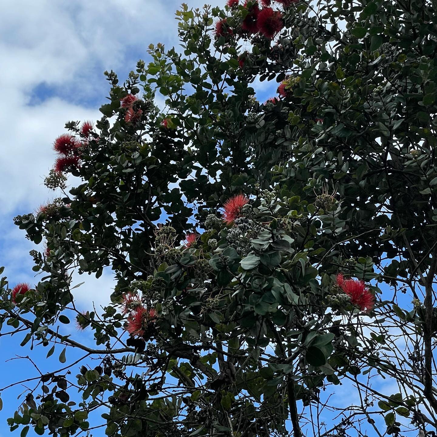 Happy &lsquo;ōhi&lsquo;a lehua day! Live long and prosper, you gorgeous tree.
 #Metrosideros_polymorpha. 
#kaawaloatrailfarm
#alohaaina #kaawaloa #malamaaina
#ohialehuaday #ohialehuaday2023 #ohia