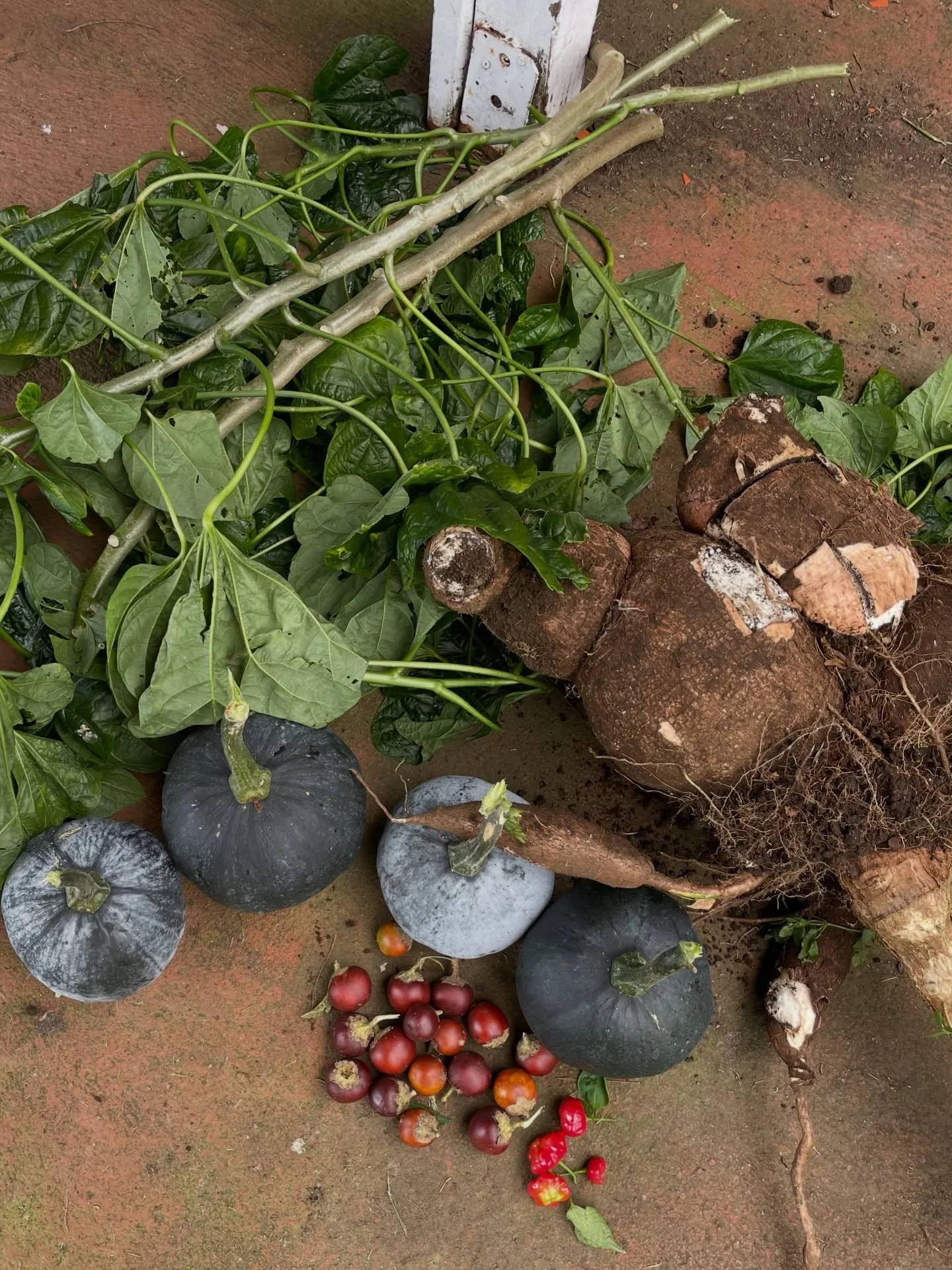 Enormous cassava tubers, kabocha squash, bele (Tongan spinach), red cocona, and Brazil starfish chilies. With some Big Island beef, this will make an amazing caldo.