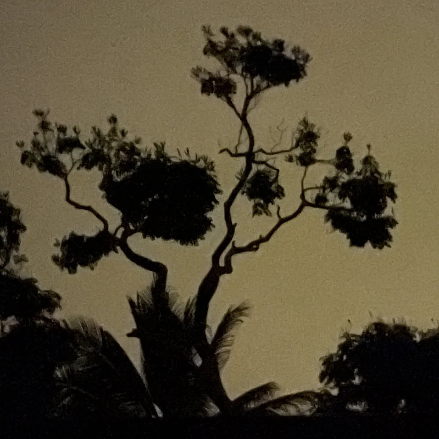 Mele kalikimaka from Ka'awaloa