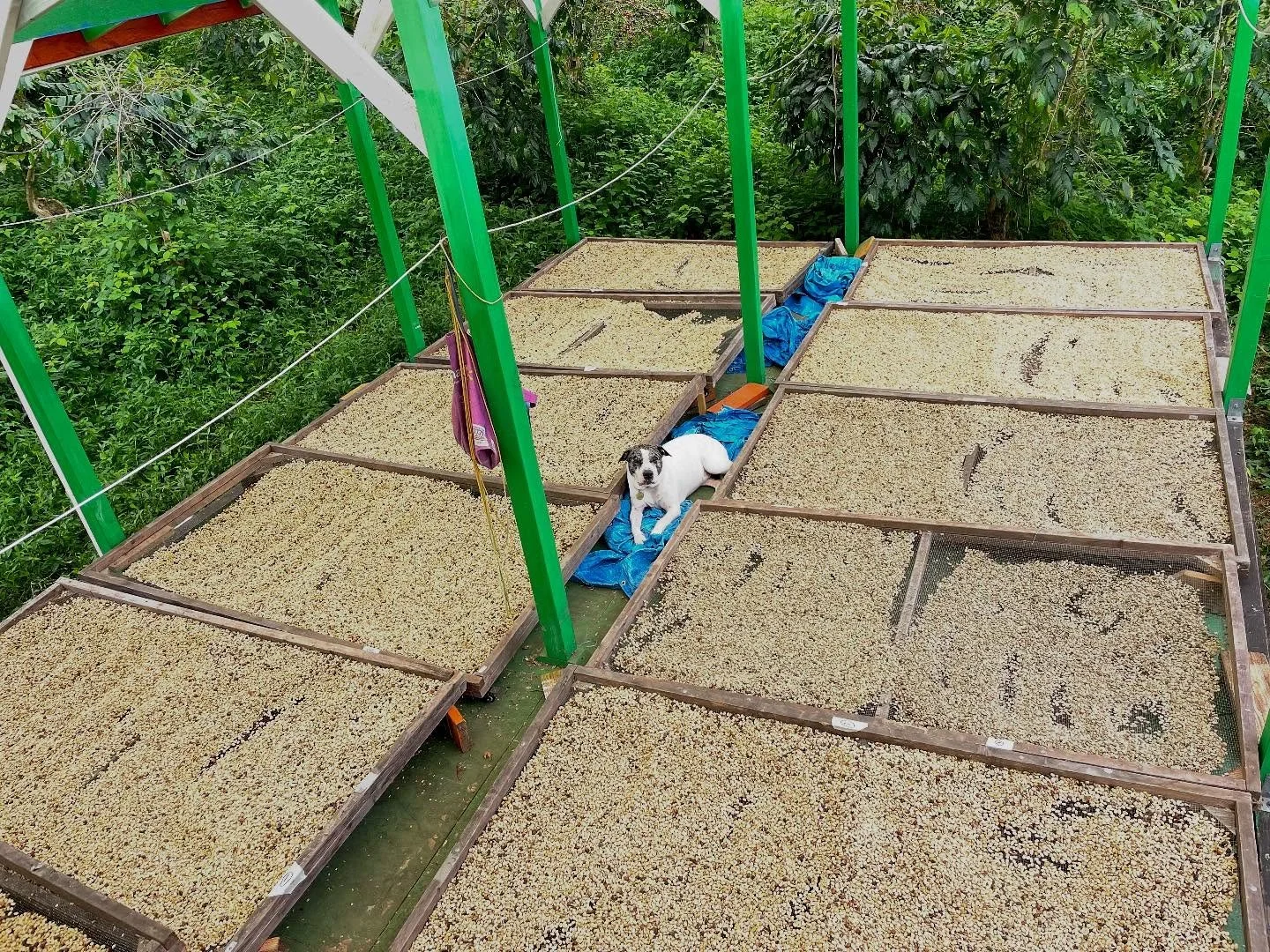 Almost a full deck - need more sun to get it dry!