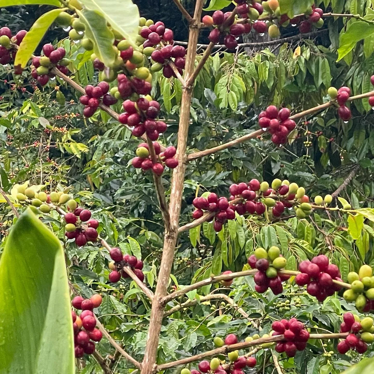Coffee season 2025-6 officially starts today. Looks like we have our work cut out for us! Wet start, but tons of ripe coffee to pick!

.
#konacoffee #konacoffeefarmers☕️ #smallfarm #kaawaloa #kaawaloatrailfarm