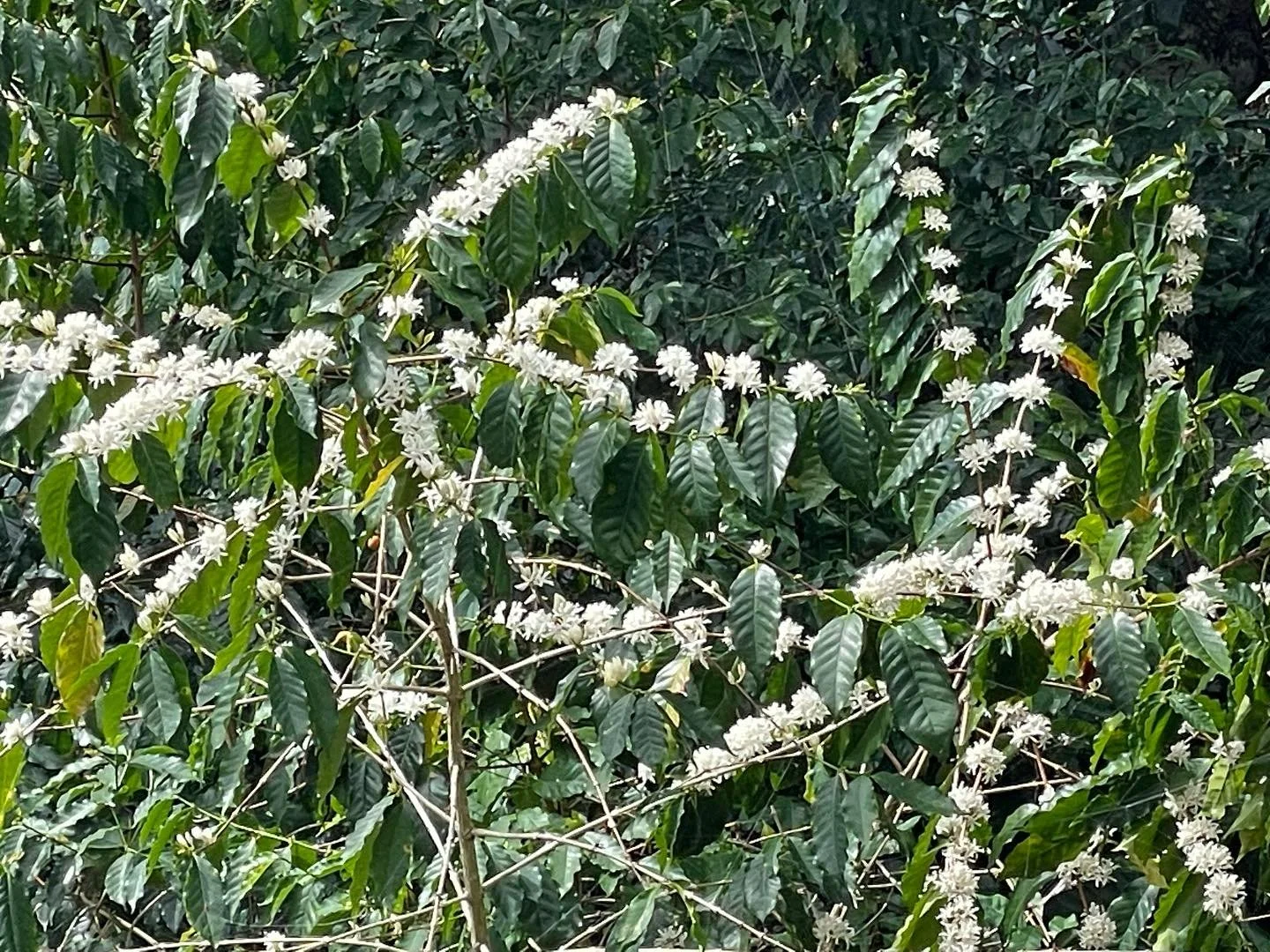 First Kona Snow of 2025