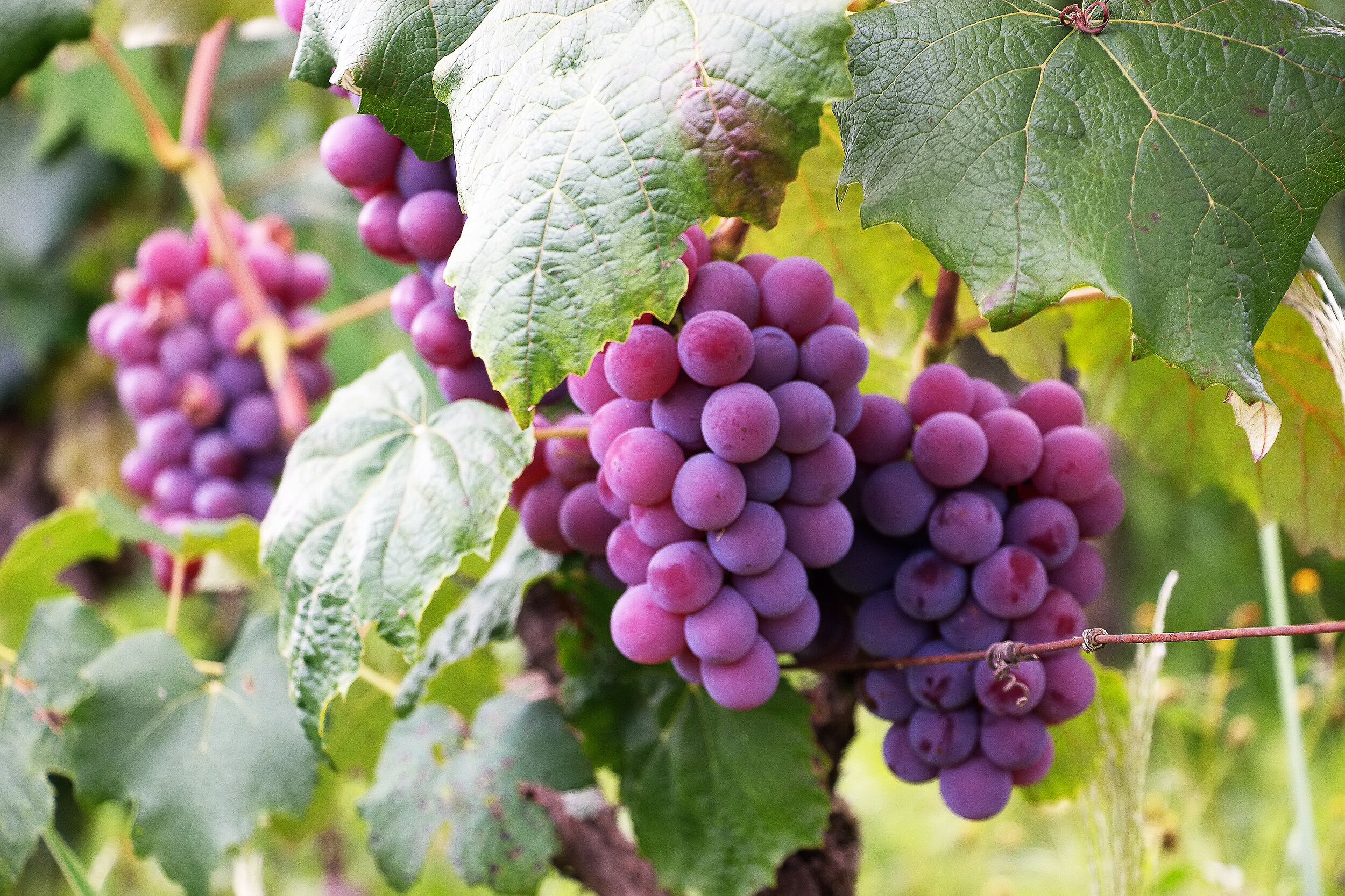 Canva - Several Bunch of Grapes.jpg
