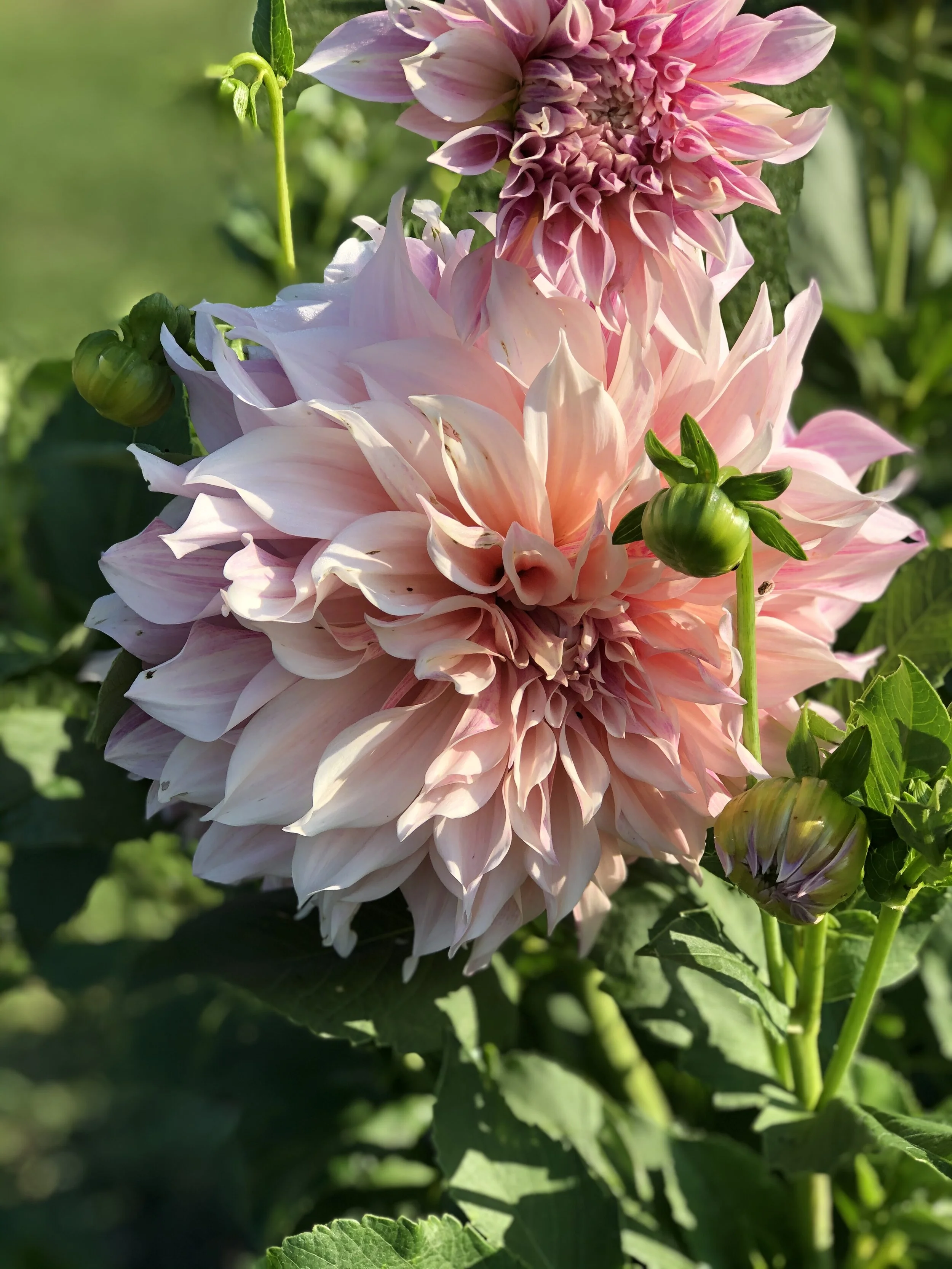 Revisiting Palm Sunday, Hunger of the Heart