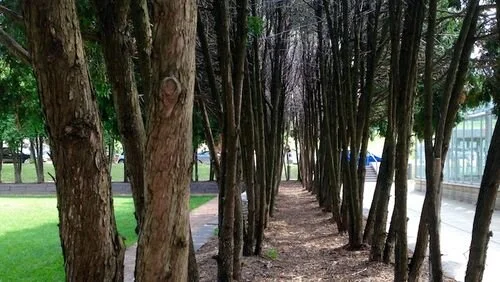 Rabbi Abraham Heschel on Sabbath Rest, A Spiritual Practice