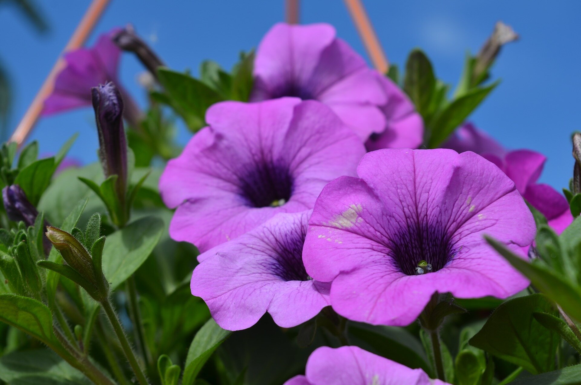 purple flowers with blue sky behind
