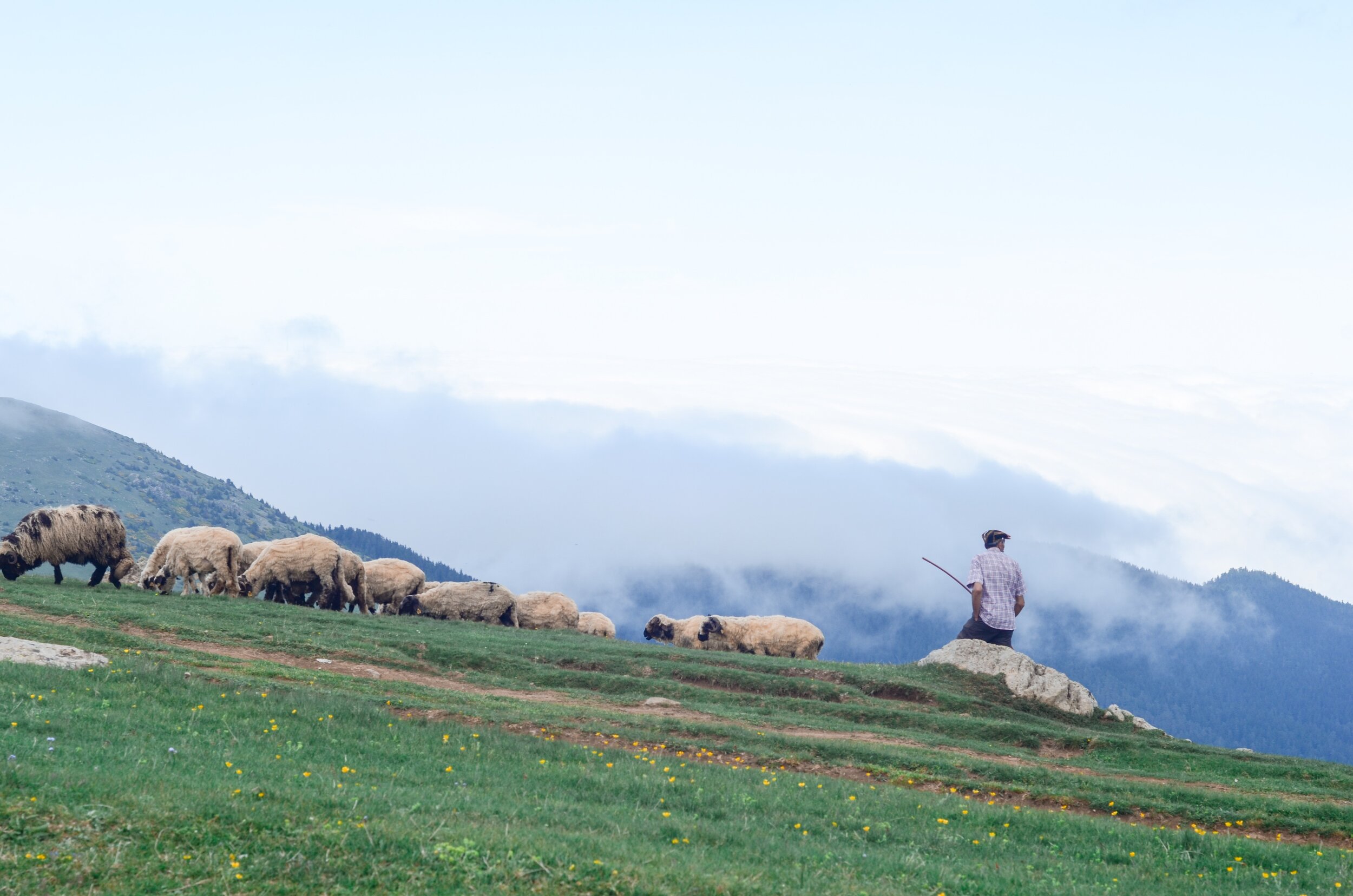 Shepherd in field with sheep